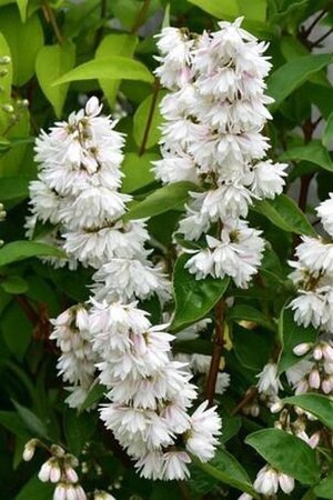 Deutzia cren. 'Pride of Rochester' 60-90 cm wortelgoed 3-4 tak - afbeelding 2