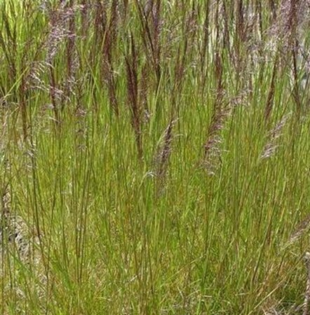 Deschampsia cesp. 'Waldschratt' geen maat specificatie 0,55L/P9cm