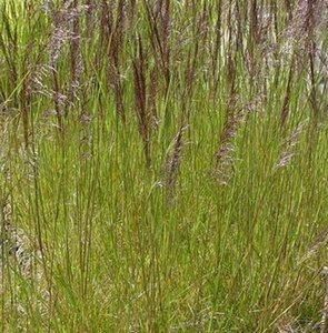 Deschampsia cesp. 'Waldschratt' geen maat specificatie 0,55L/P9cm