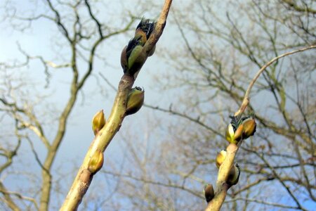 Decaisnea fargesii 40-60 cm cont. 3,0L - afbeelding 1