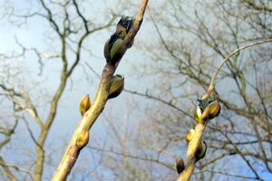 Decaisnea fargesii 40-60 cm cont. 3,0L