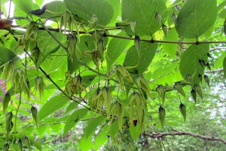 Decaisnea fargesii 40-60 cm cont. 3,0L - afbeelding 13