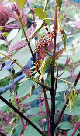 Decaisnea fargesii 40-60 cm cont. 3,0L - afbeelding 12
