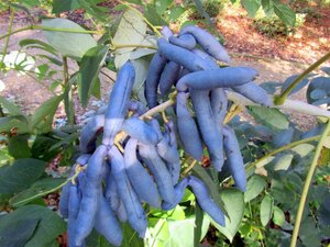 Decaisnea fargesii 40-60 cm cont. 3,0L - afbeelding 11