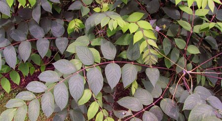 Decaisnea fargesii 40-60 cm cont. 3,0L - afbeelding 8