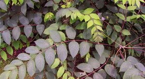 Decaisnea fargesii 40-60 cm cont. 3,0L - afbeelding 8