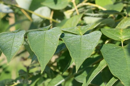 Decaisnea fargesii 40-60 cm cont. 3,0L - afbeelding 7