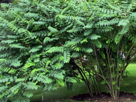 Decaisnea fargesii 40-60 cm cont. 3,0L - afbeelding 6