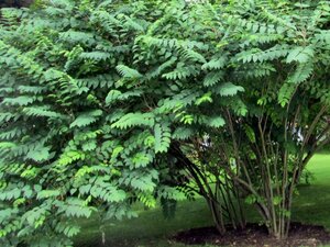 Decaisnea fargesii 40-60 cm cont. 3,0L - afbeelding 6