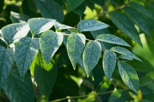 Decaisnea fargesii 40-60 cm cont. 3,0L - afbeelding 4