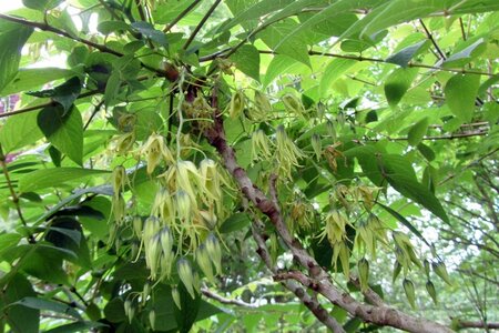 Decaisnea fargesii 40-60 cm cont. 3,0L - afbeelding 3