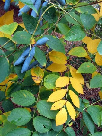 Decaisnea fargesii 40-60 cm cont. 3,0L - afbeelding 2