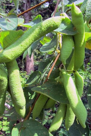 Decaisnea fargesii 40-60 cm cont. 3,0L - afbeelding 14