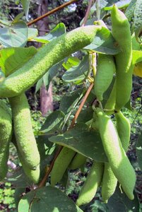 Decaisnea fargesii 40-60 cm cont. 3,0L - afbeelding 14