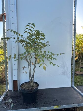 Decaisnea fargesii 60-80 cm cont. 10L