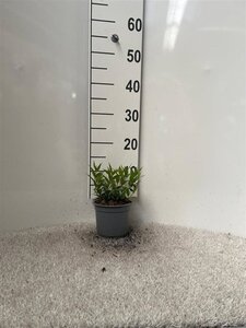 Deutzia gracilis 'Nikko' 10-15 cm cont. 1L