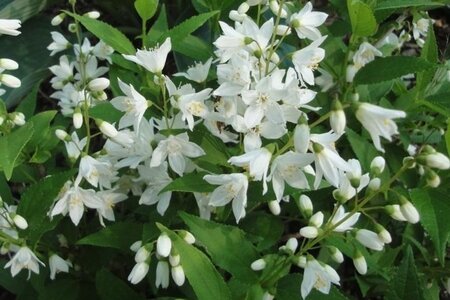 Deutzia gracilis 'Nikko' 25-30 cm cont. 3,0L - afbeelding 2