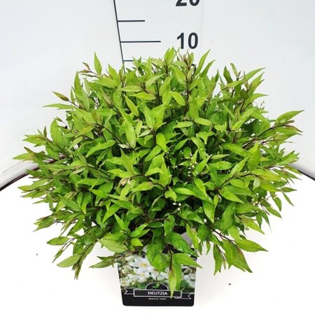 Deutzia gracilis 'Nikko' 40-50 cm cont. 10L - afbeelding 2