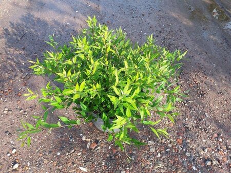 Deutzia gracilis 'Nikko' 40-50 cm cont. 10L - afbeelding 6