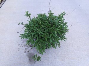 Deutzia gracilis 'Nikko' 40-50 cm cont. 10L - afbeelding 7