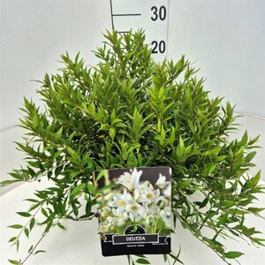 Deutzia gracilis 'Nikko' 40-50 cm cont. 10L