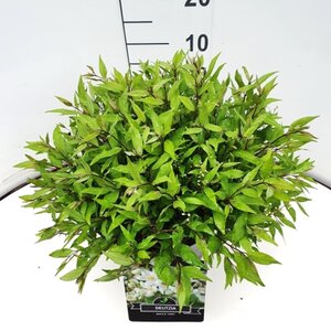 Deutzia gracilis 'Nikko' 40-50 cm cont. 10L - image 2
