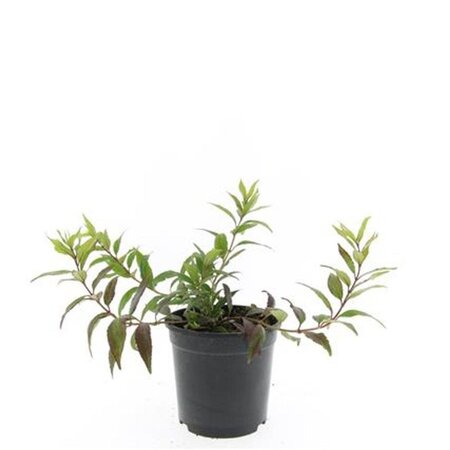 Deutzia gracilis 'Nikko' geen maat specificatie cont. 1,5L