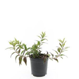 Deutzia gracilis 'Nikko' geen maat specificatie cont. 1,5L