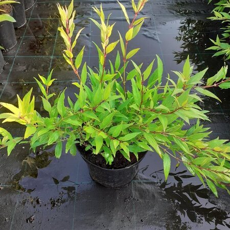 Deutzia gracilis 25-30 cm cont. 3,0L