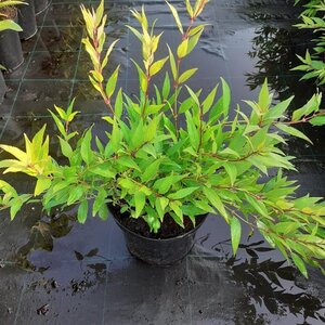 Deutzia gracilis 25-30 cm cont. 3,0L