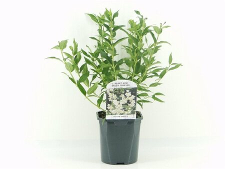 Deutzia gracilis 30-40 cm cont. 2,0L - afbeelding 3