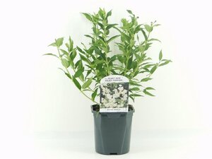 Deutzia gracilis 30-40 cm cont. 2,0L - afbeelding 3