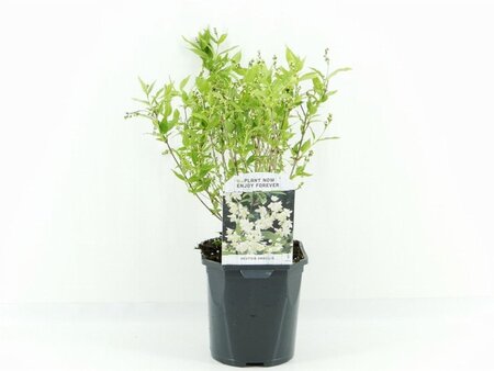 Deutzia gracilis 30-40 cm cont. 2,0L - afbeelding 11