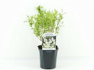 Deutzia gracilis 30-40 cm cont. 2,0L - afbeelding 11