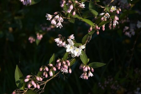 Deutzia gracilis 30-40 cm cont. 3,0L - afbeelding 3