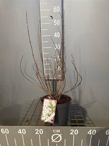 Deutzia gracilis 30-40 cm cont. 3,0L - afbeelding 2