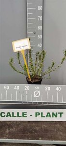 Deutzia gracilis 30-40 cm cont. 3,0L - afbeelding 10