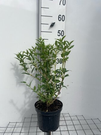 Deutzia gracilis 40-50 cm cont. 3,0L - afbeelding 2