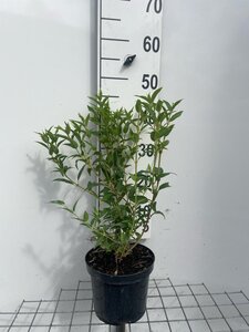 Deutzia gracilis 40-50 cm cont. 3,0L - afbeelding 2