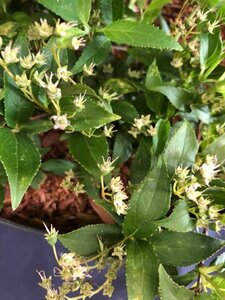 Deutzia gracilis 40-50 cm cont. 3,0L - afbeelding 2