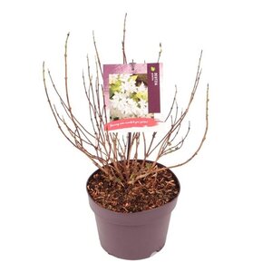 Deutzia gracilis 40-50 cm cont. 3,0L - afbeelding 9