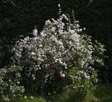 Deutzia gracilis 40-50 cm cont. 3,0L - afbeelding 4