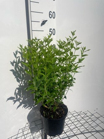 Deutzia gracilis 40-50 cm cont. 3,0L - afbeelding 10