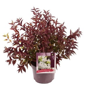 Deutzia gracilis 40-50 cm cont. 3,0L - afbeelding 9