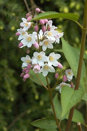 Deutzia gracilis 40-50 cm wortelgoed - afbeelding 1