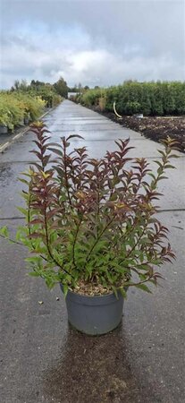 Deutzia gracilis 50-60 cm cont. 10L - afbeelding 11