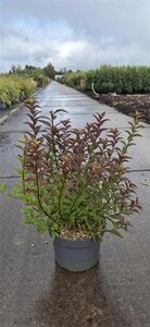 Deutzia gracilis 50-60 cm cont. 10L - afbeelding 11