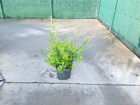 Deutzia gracilis 50-60 cm cont. 10L - afbeelding 2