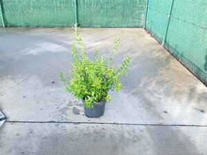 Deutzia gracilis 50-60 cm cont. 10L - afbeelding 2