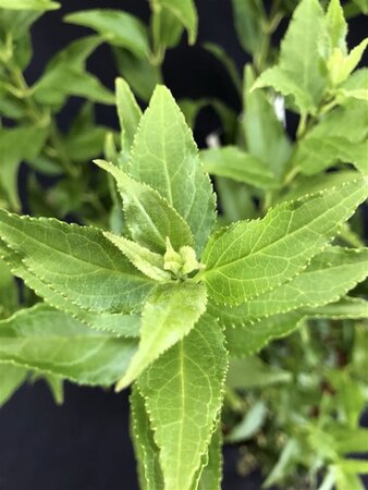 Deutzia gracilis 50-60 cm cont. 10L - afbeelding 7